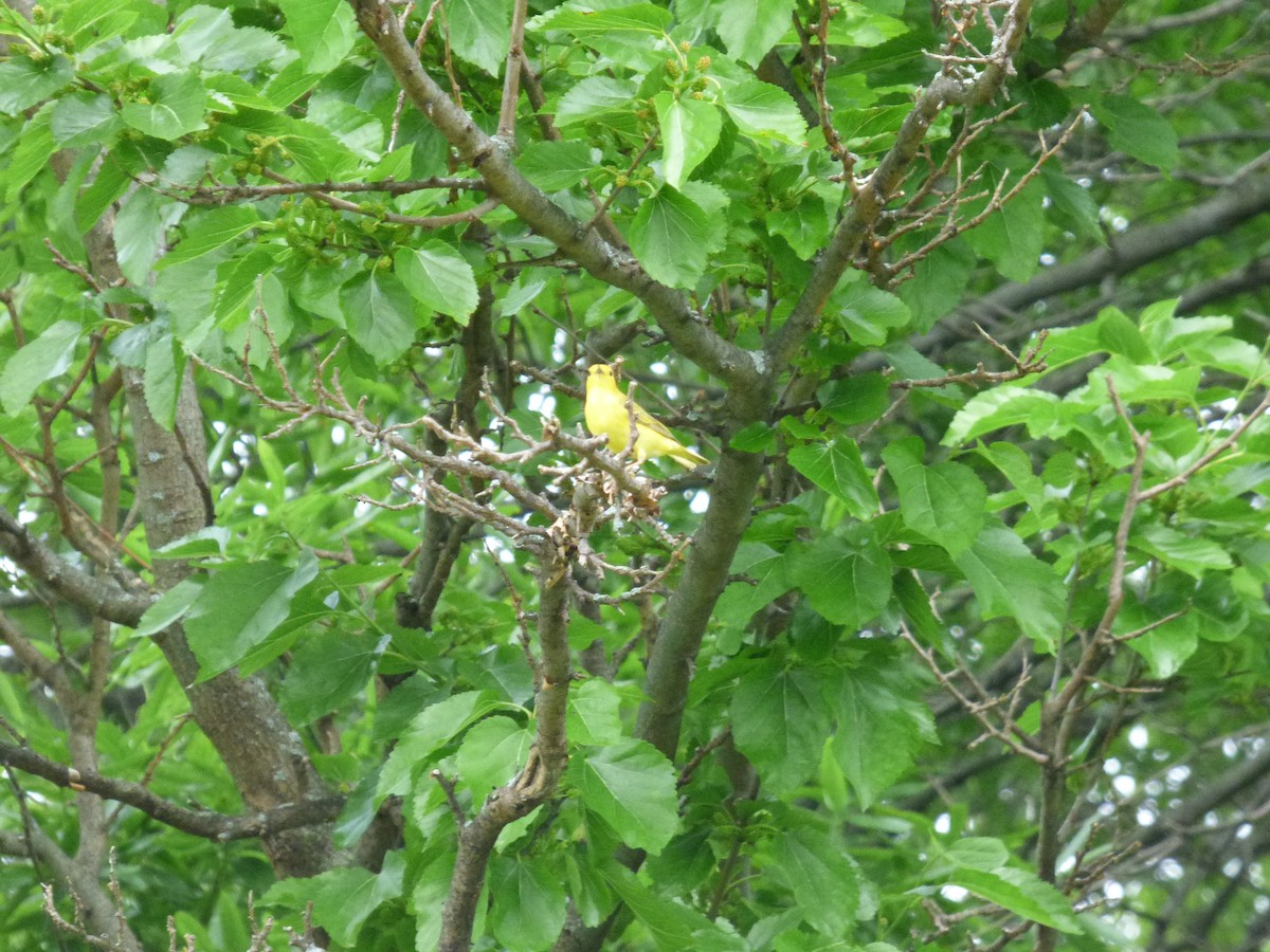 Yellow Warbler - ML620497425