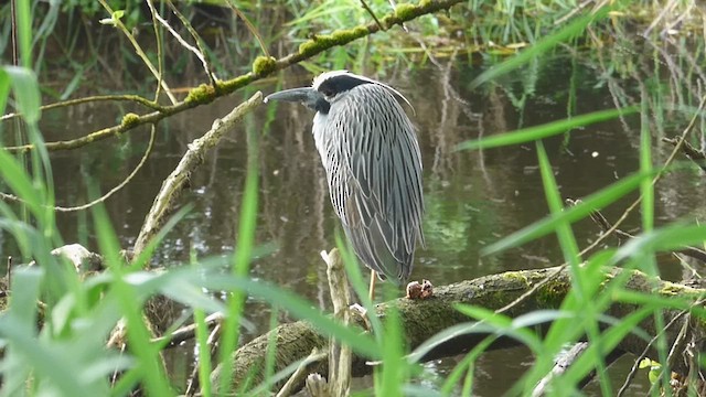 Yellow-crowned Night Heron - ML620497426