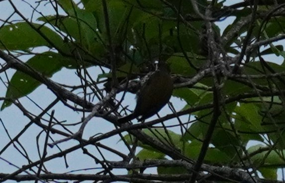 Speckled Piculet - ML620497427