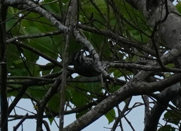 Speckled Piculet - ML620497429