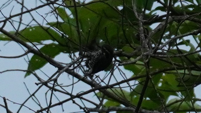 Speckled Piculet - ML620497430