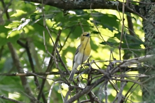 Yellow-throated Vireo - Catherine Lawrence