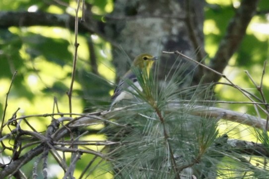 Yellow-throated Vireo - ML620497437