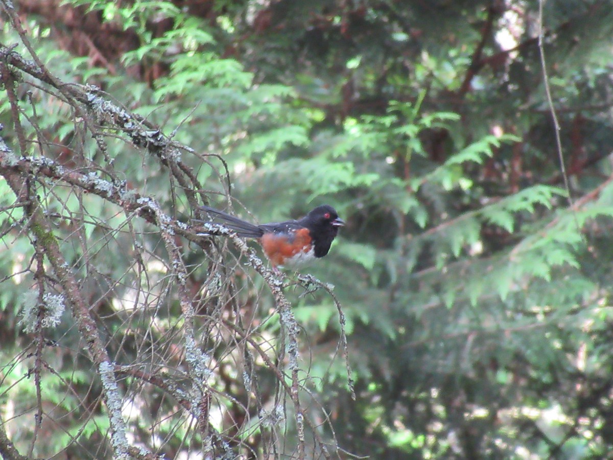 Spotted Towhee - ML620497447