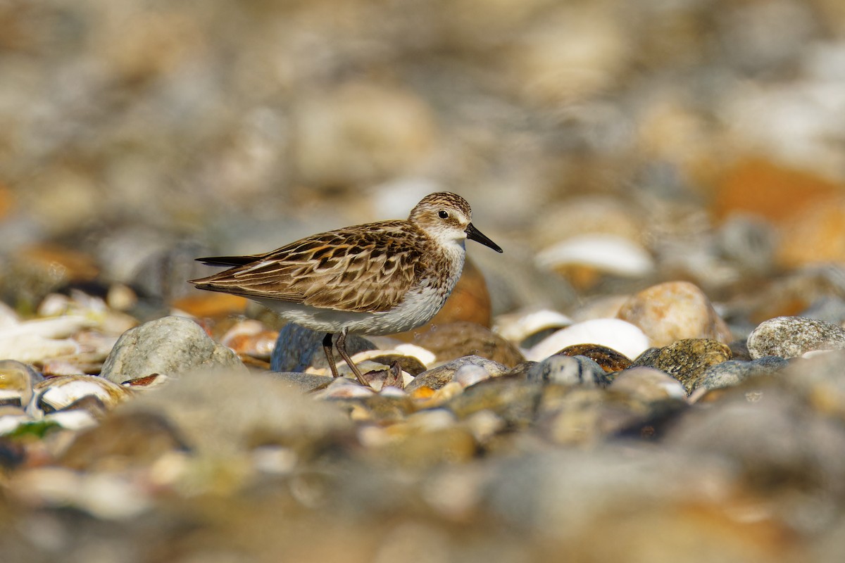 Semipalmated Sandpiper - ML620497451