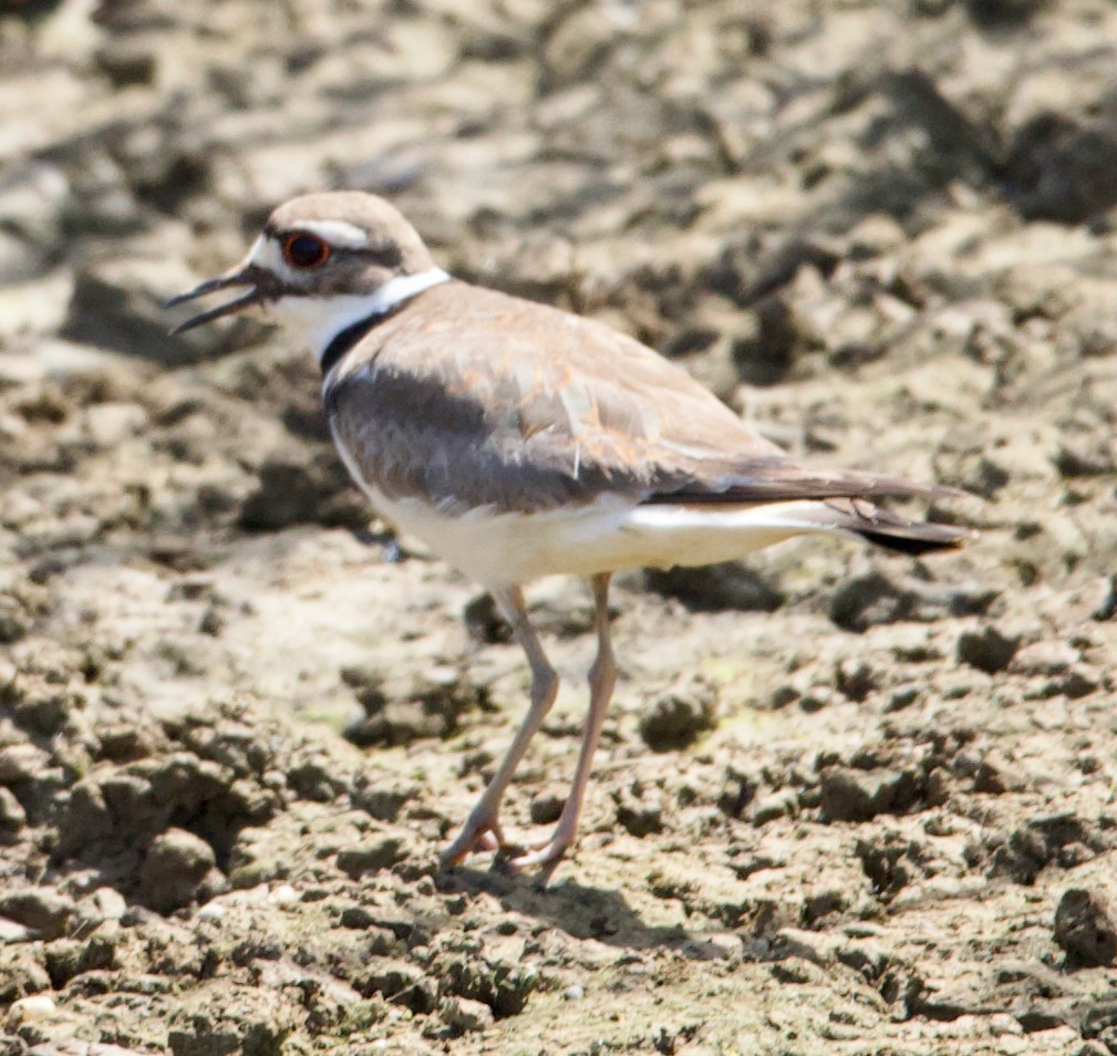 Killdeer - ML620497457