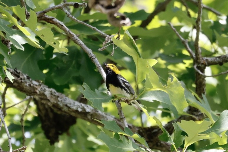 Black-throated Green Warbler - ML620497460