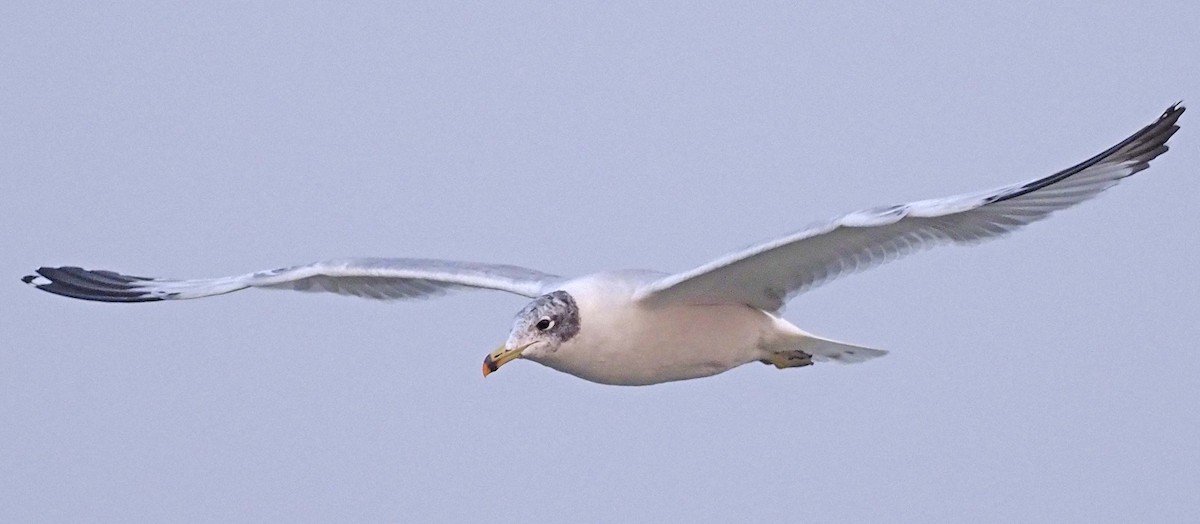 Pallas's Gull - ML620497461