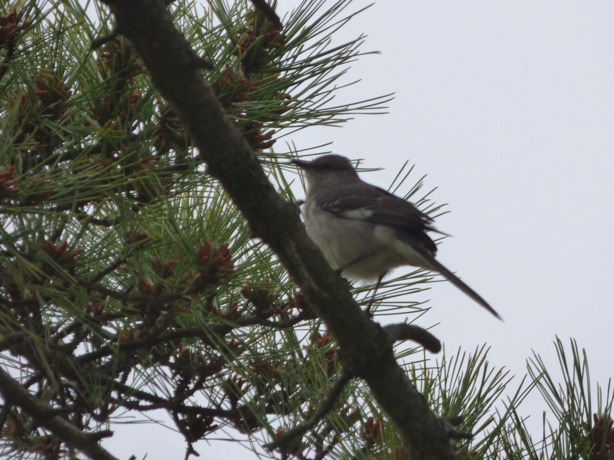 Northern Mockingbird - ML620497464