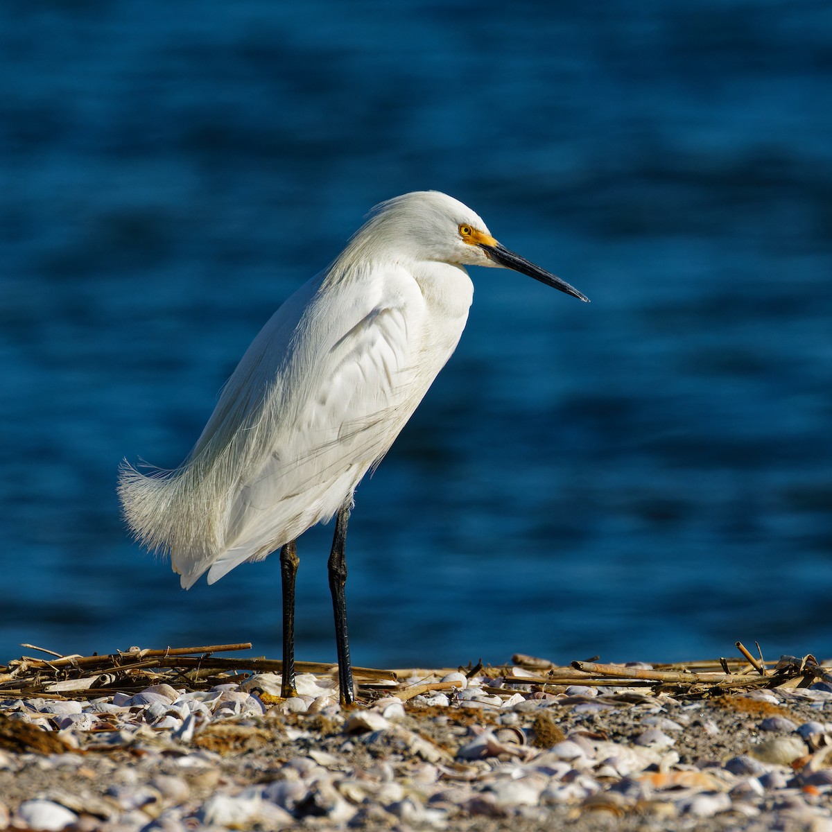 Snowy Egret - ML620497465