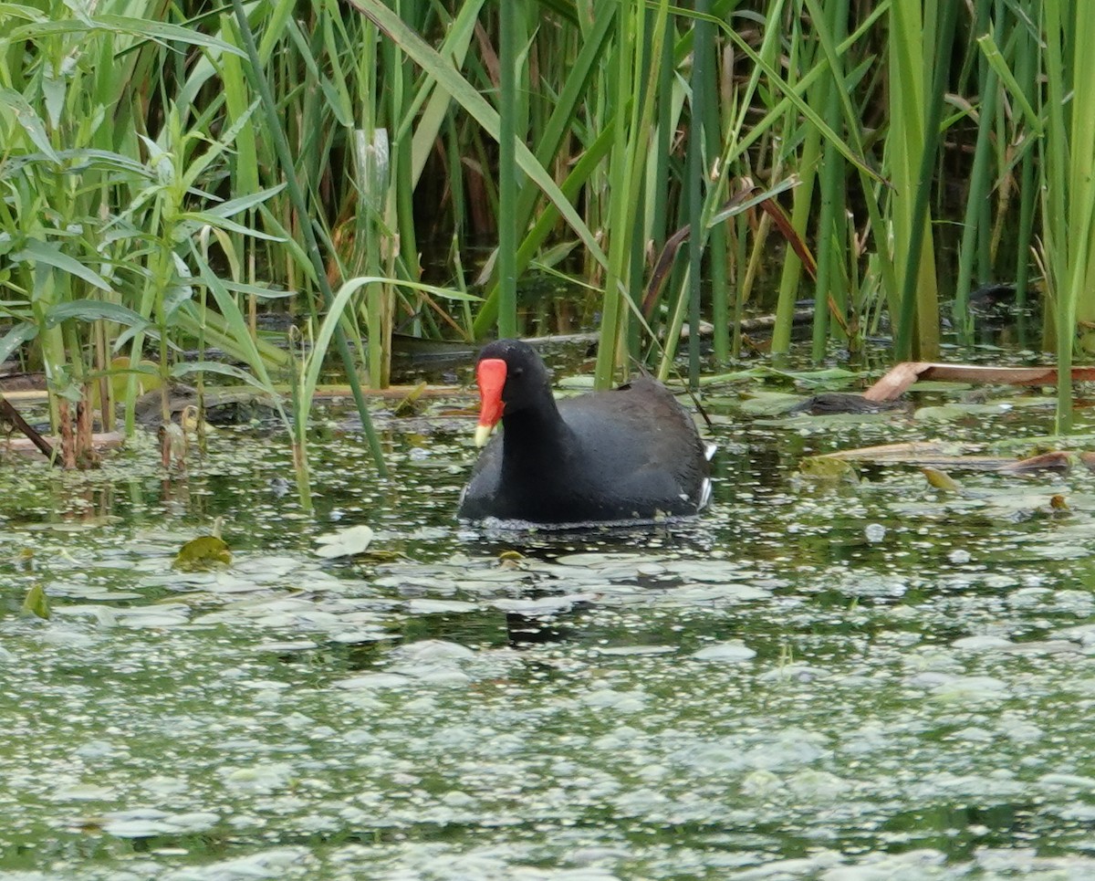 Gallinule d'Amérique - ML620497468