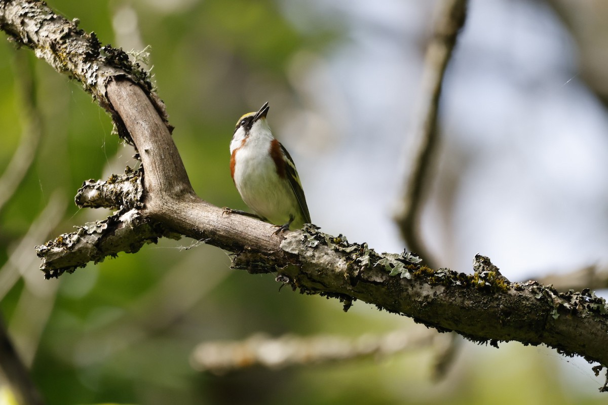 Chestnut-sided Warbler - ML620497472