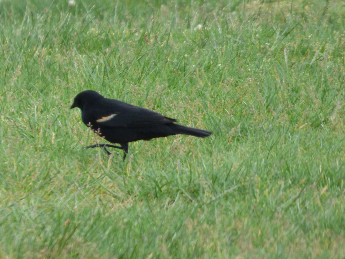 Red-winged Blackbird - ML620497476