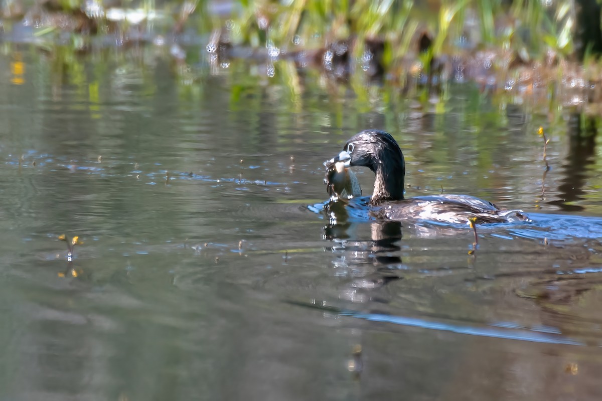 Pied-billed Grebe - ML620497481