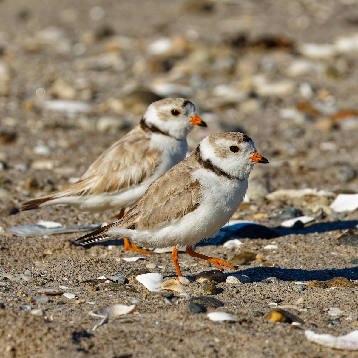 Piping Plover - ML620497487