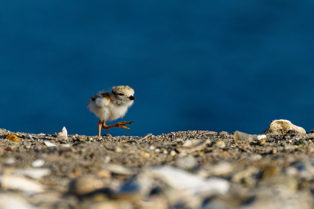 Piping Plover - ML620497504