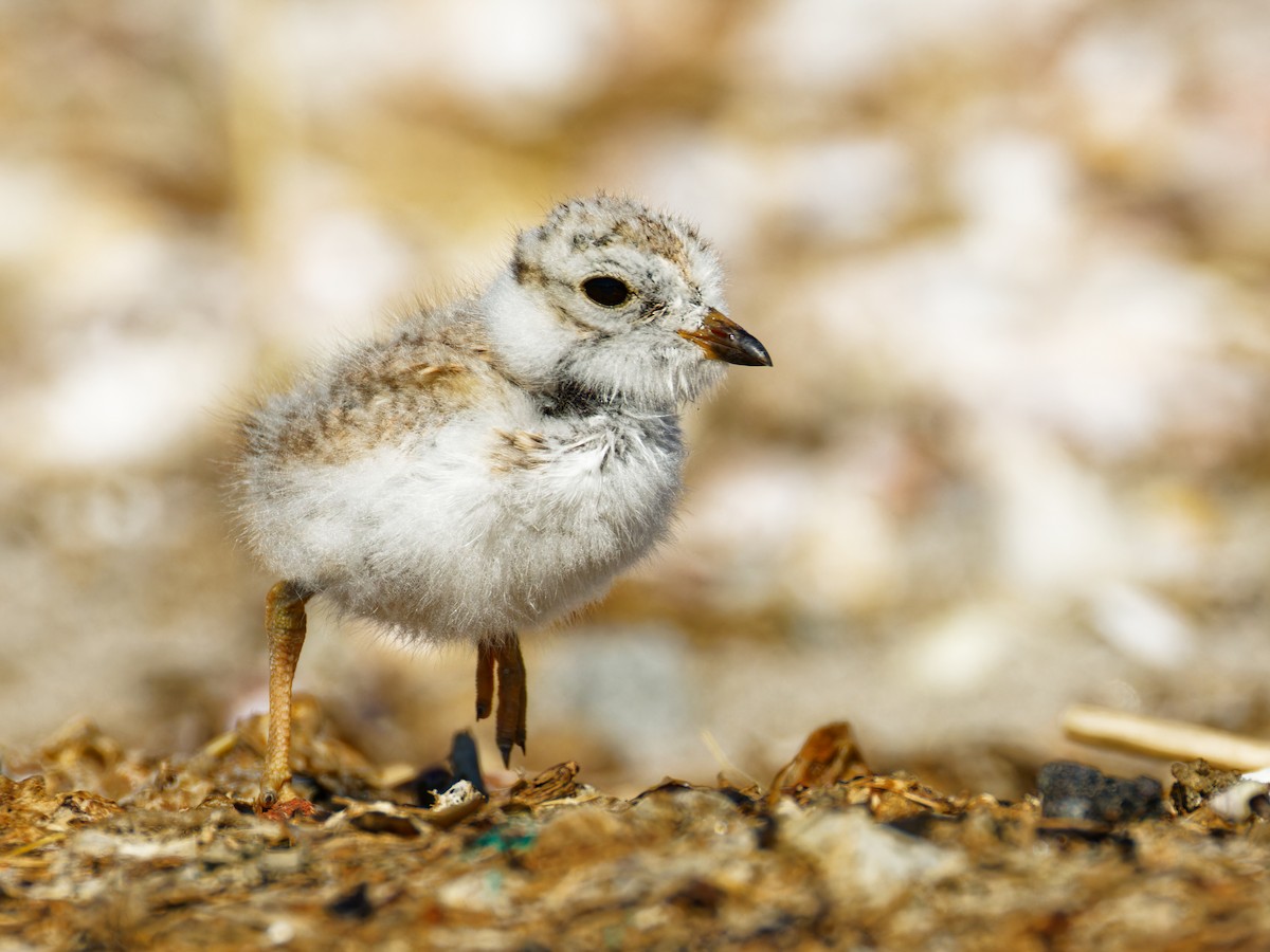Piping Plover - ML620497506
