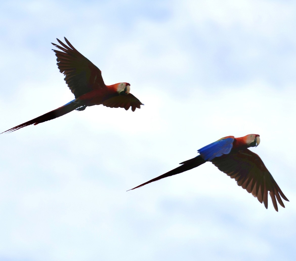 Scarlet Macaw - ML620497510