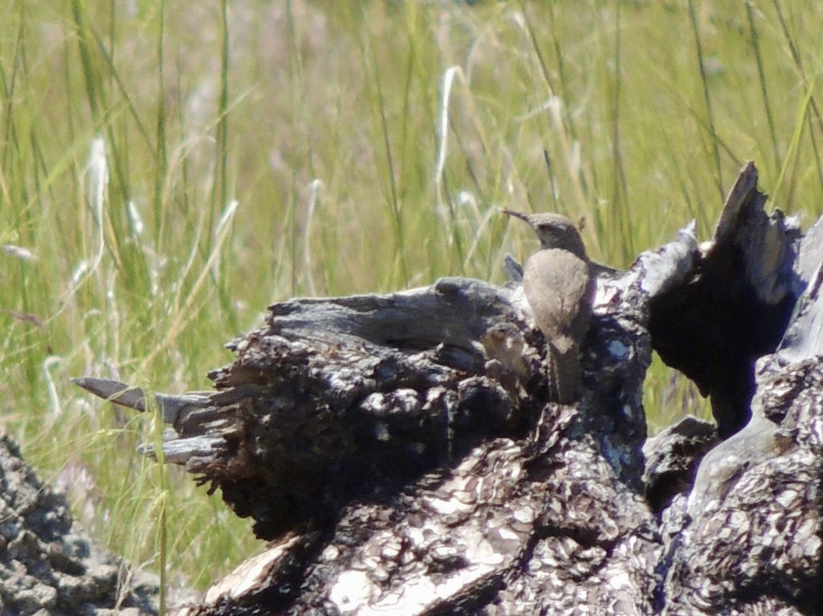 Rock Wren - ML620497512