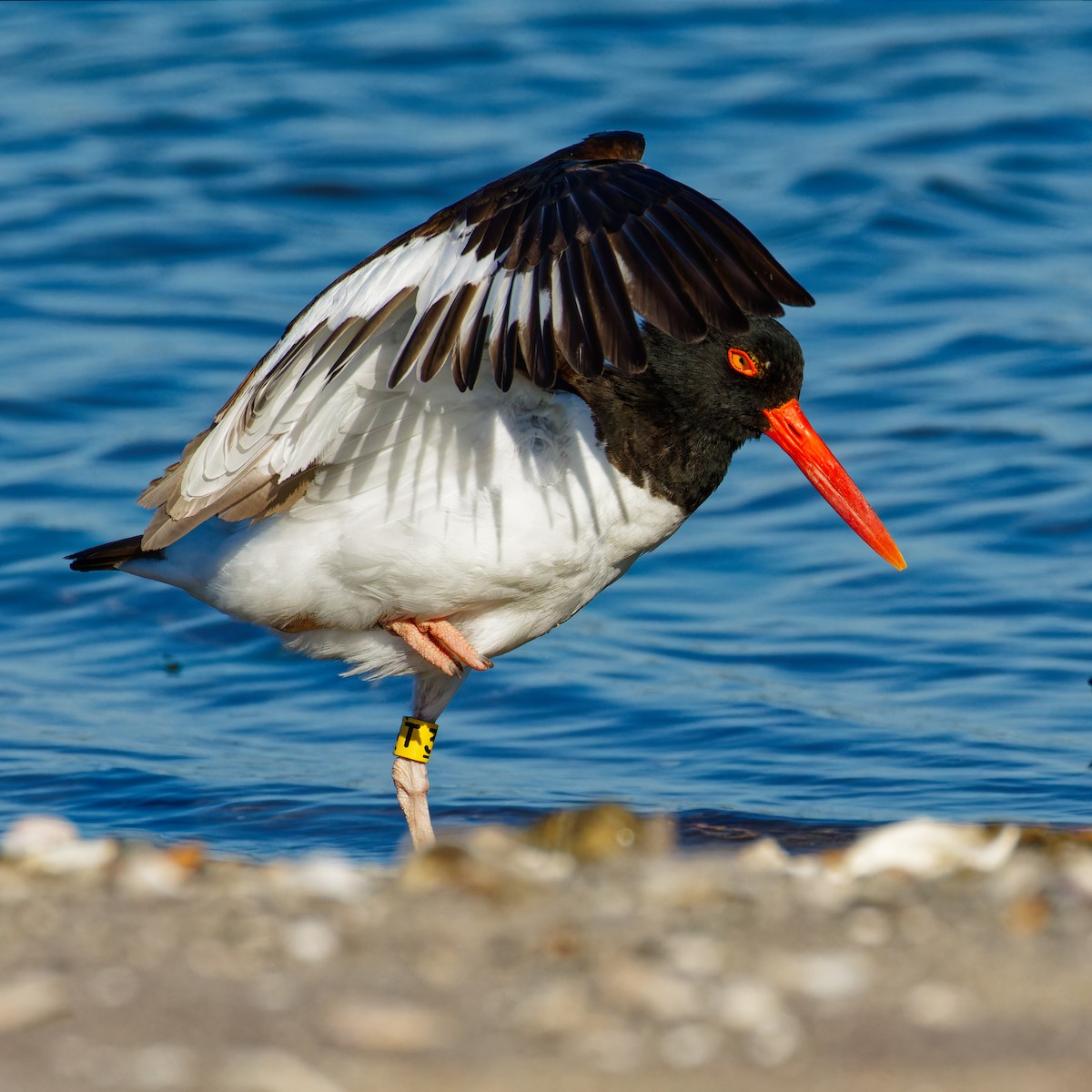 American Oystercatcher - ML620497514