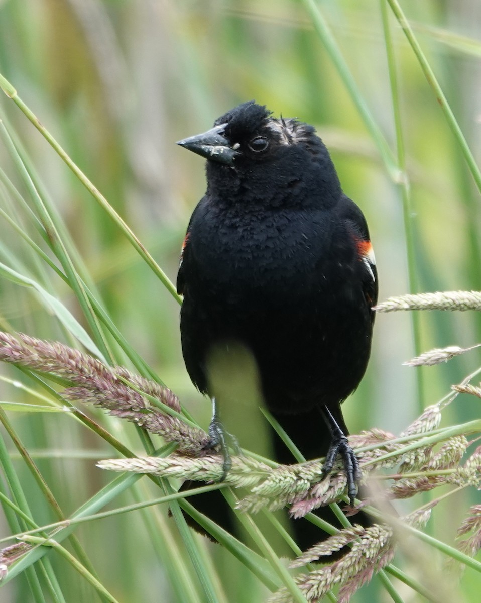 Red-winged Blackbird - ML620497521