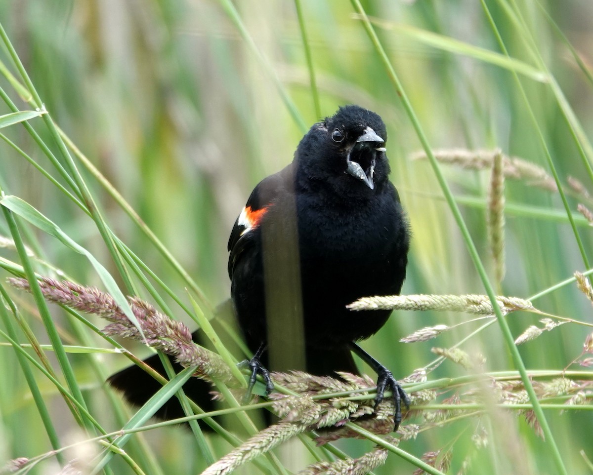 Red-winged Blackbird - ML620497522