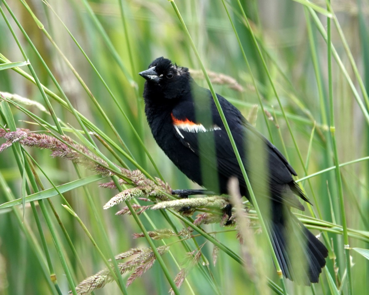 Red-winged Blackbird - ML620497523