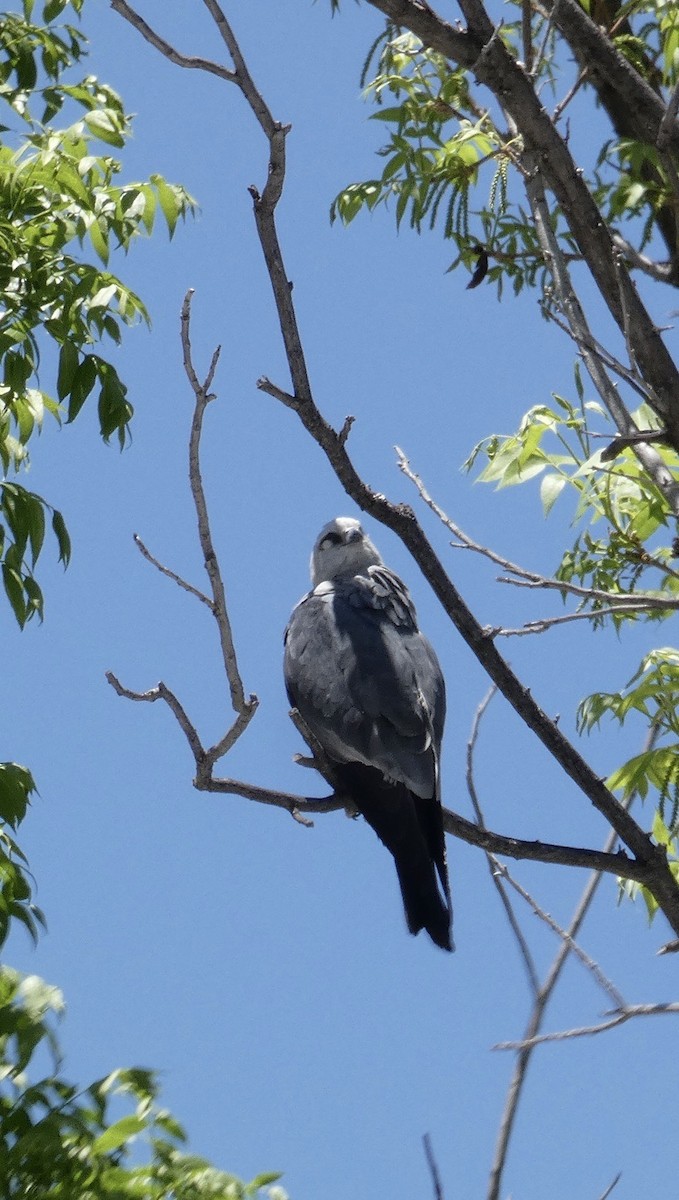 Mississippi Kite - ML620497529