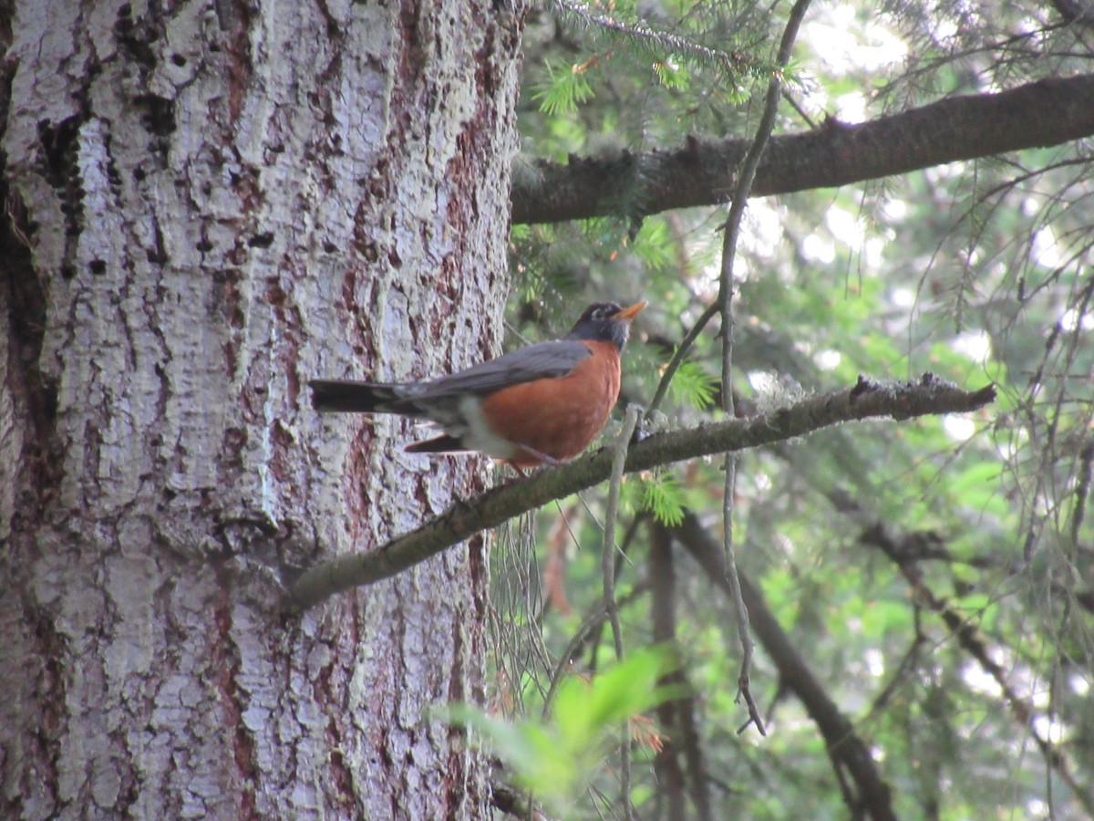 American Robin - Cristina Armas