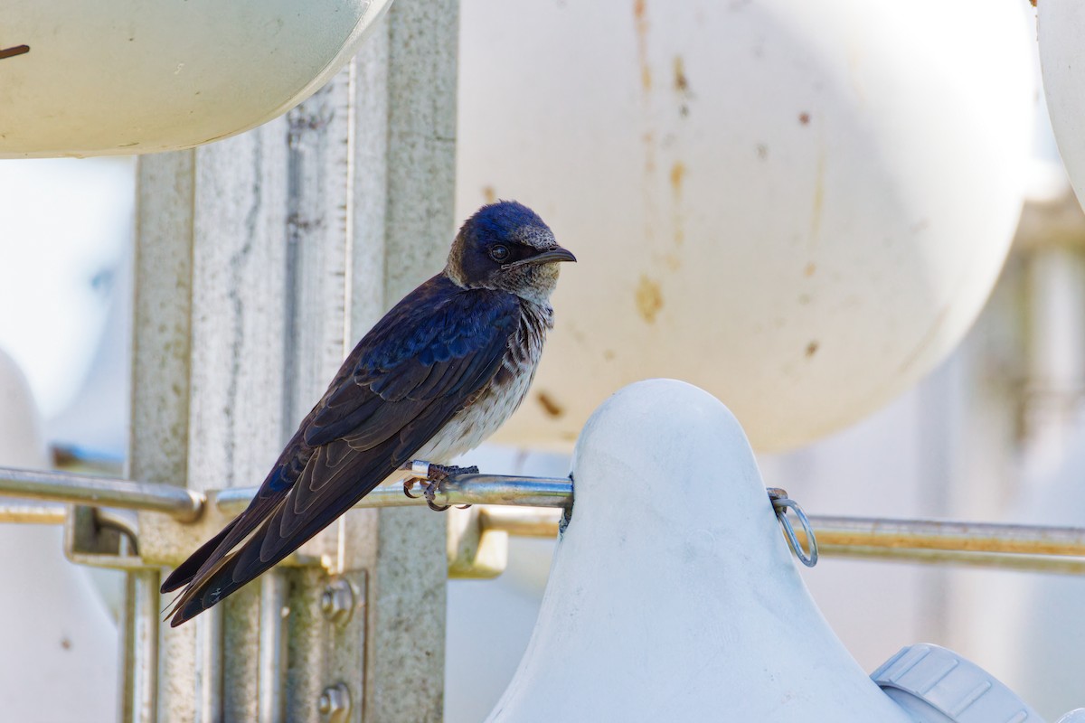 Purple Martin - ML620497539