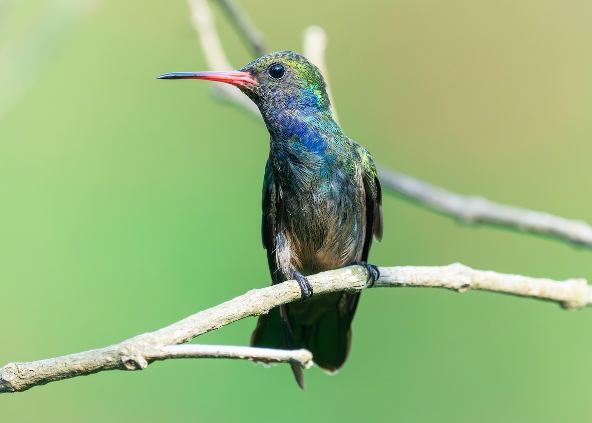 Blue-throated Goldentail - ML620497540