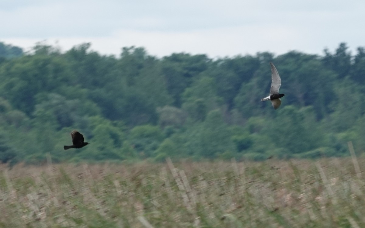 Red-winged Blackbird - ML620497543