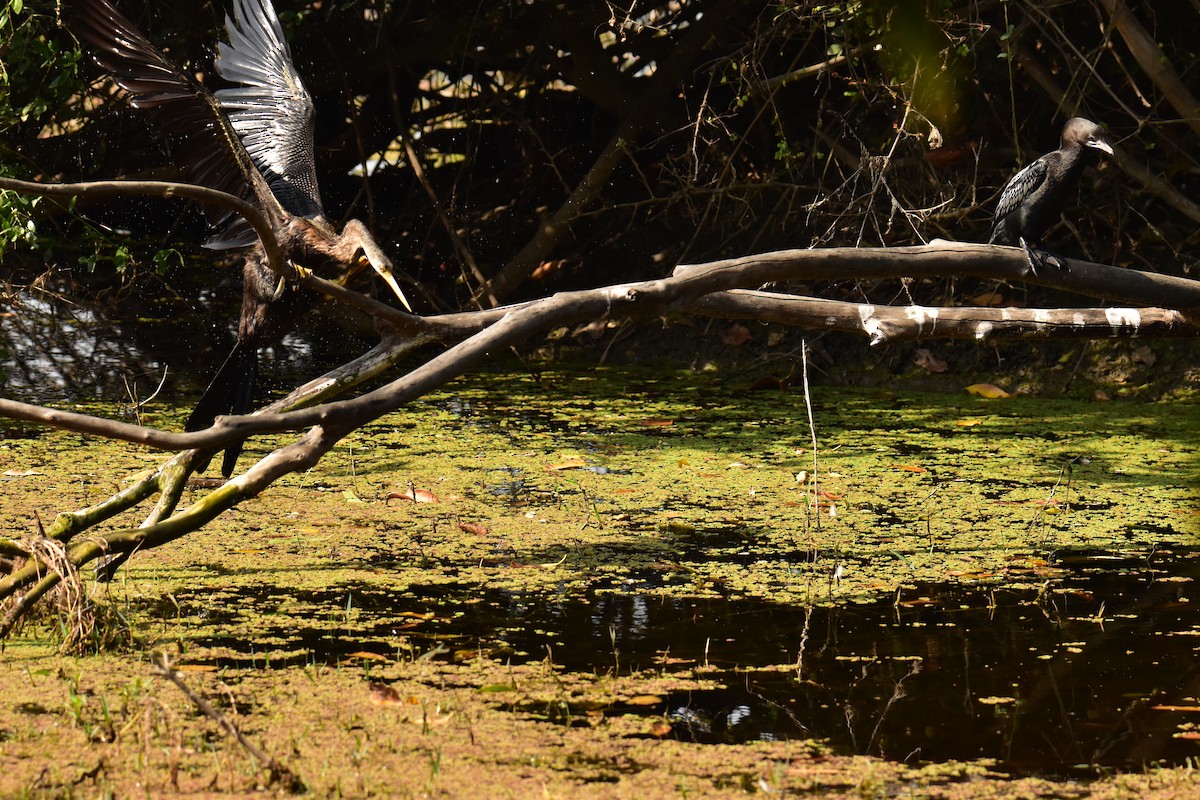 anhinga indomalajská - ML620497544