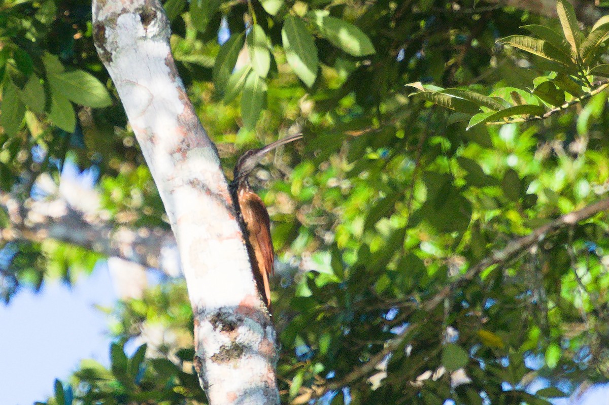 Long-billed Woodcreeper - ML620497546