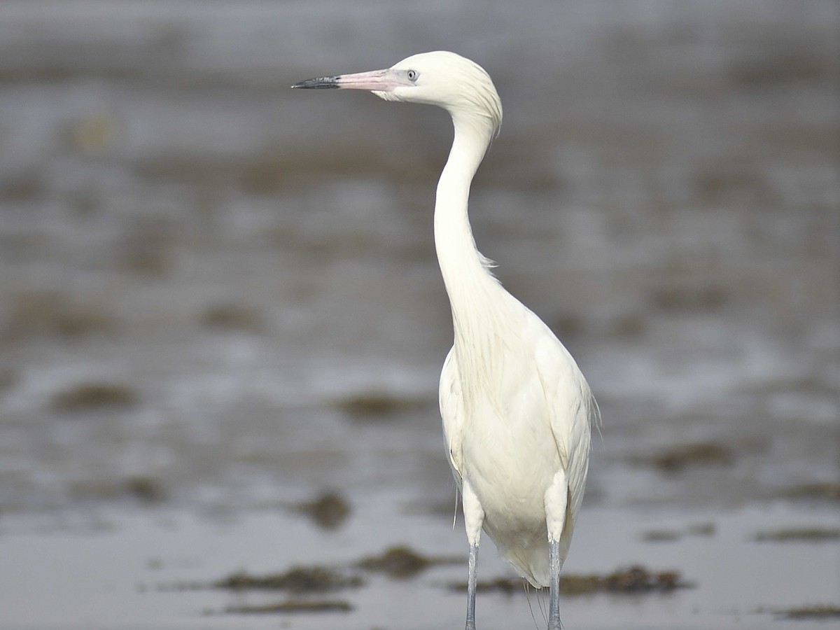 Reddish Egret - ML620497555