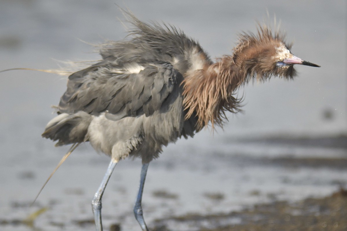 Reddish Egret - ML620497556