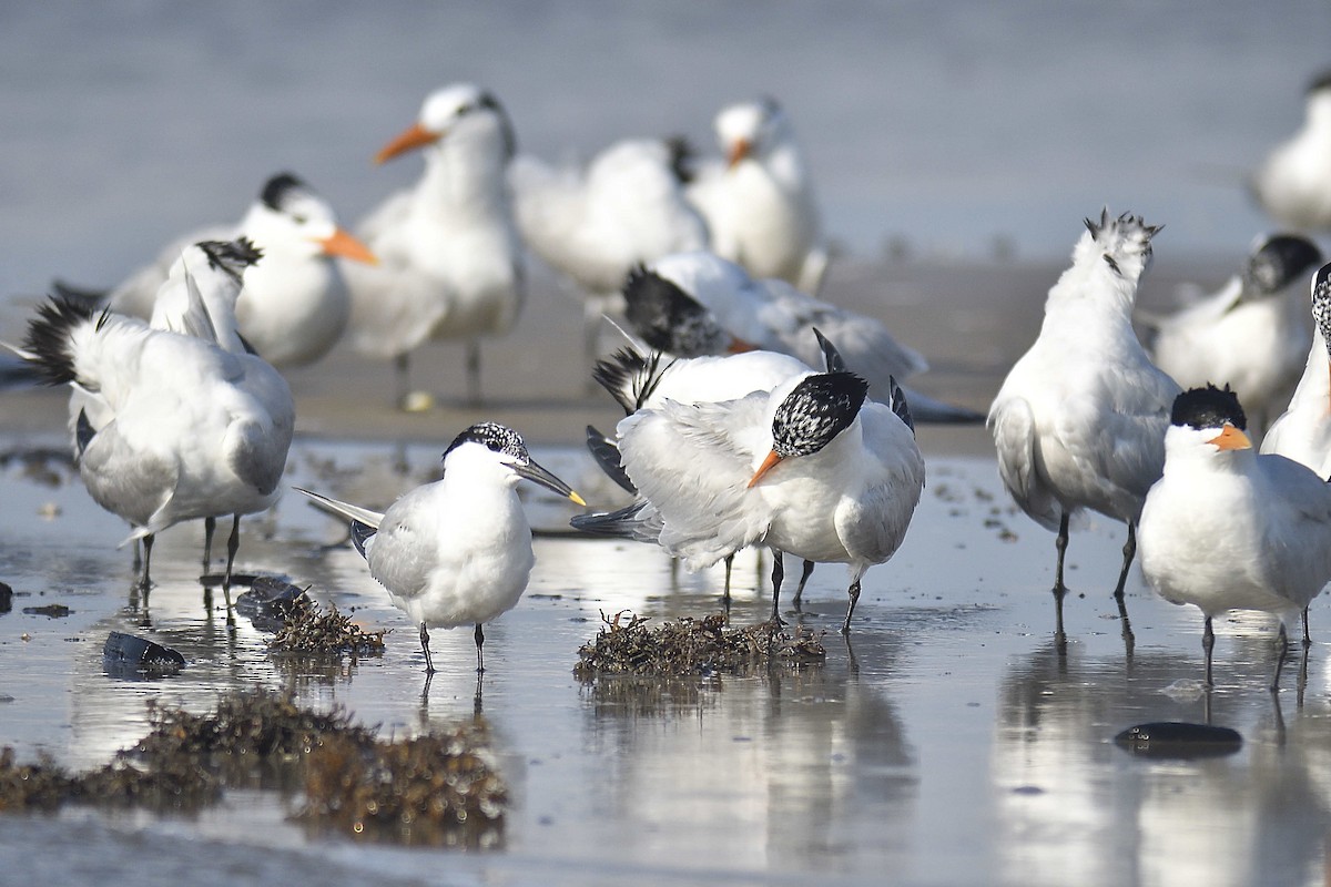 Royal Tern - ML620497578