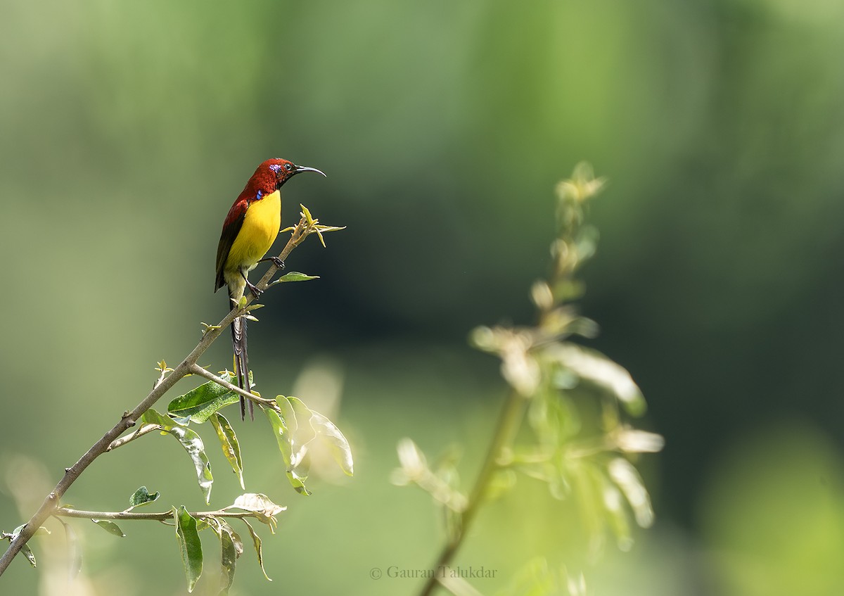 Mrs. Gould's Sunbird - Gaurab Talukdar