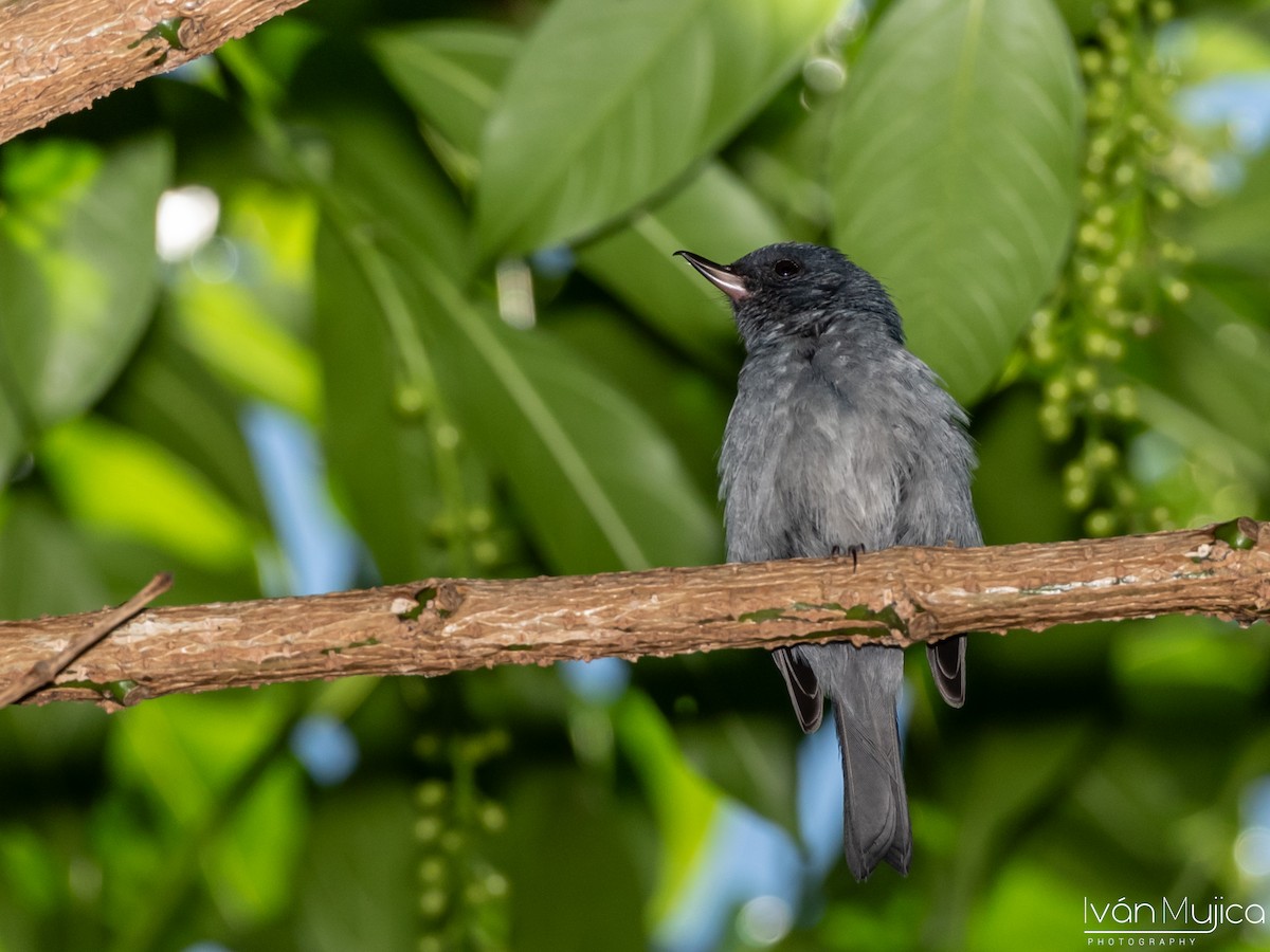 Slaty Flowerpiercer - ML620497584