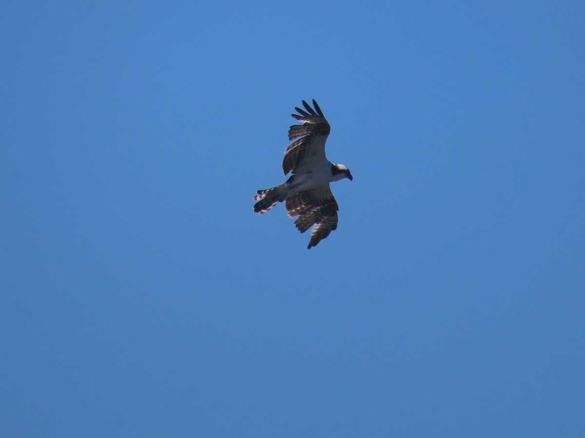 Águila Pescadora - ML620497587