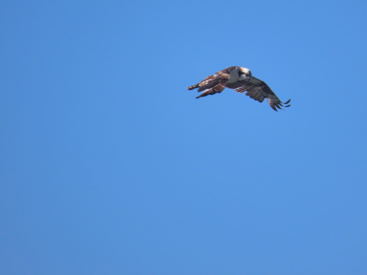 Águila Pescadora - ML620497588