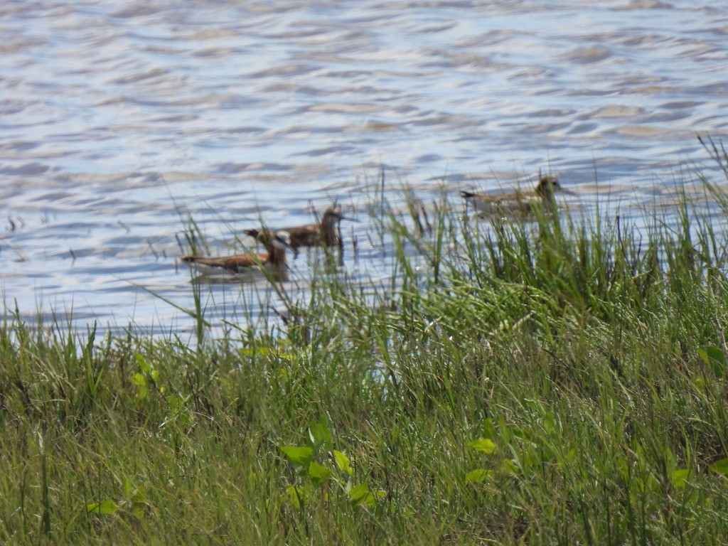 Phalarope de Wilson - ML620497615