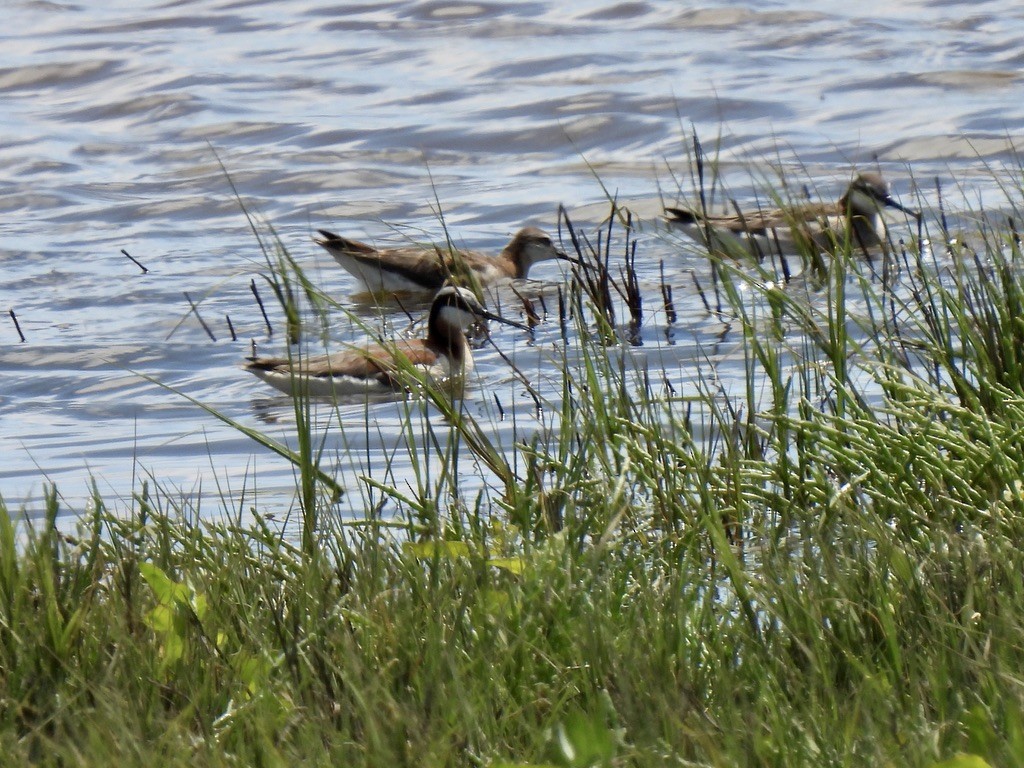 hvithalesvømmesnipe - ML620497616