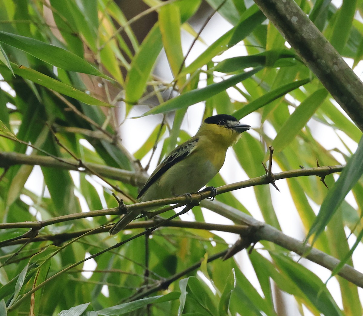 Green-backed Becard (Yellow-cheeked) - ML620497617
