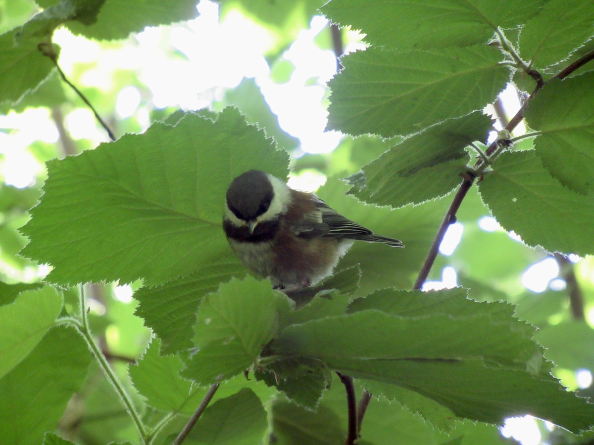 Chestnut-backed Chickadee - ML620497624