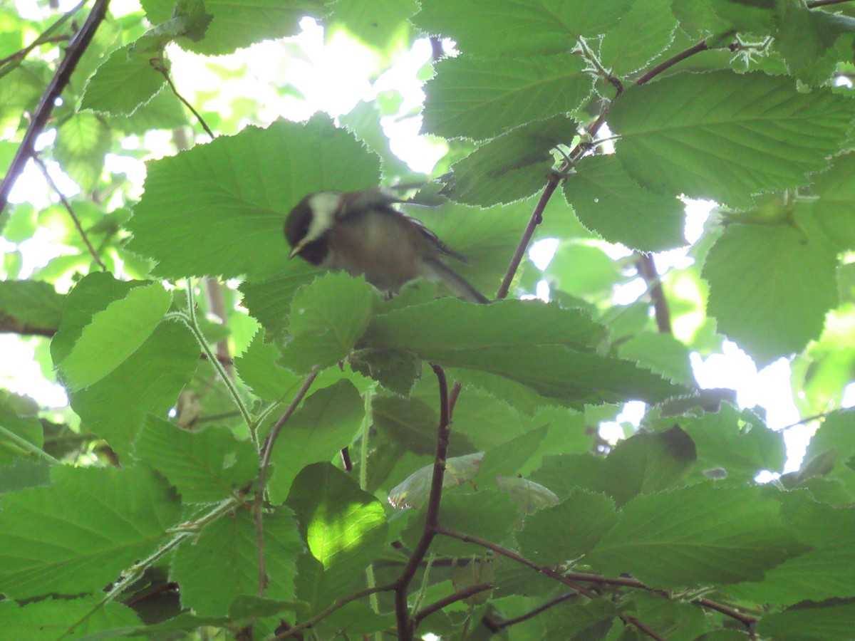 Chestnut-backed Chickadee - ML620497625