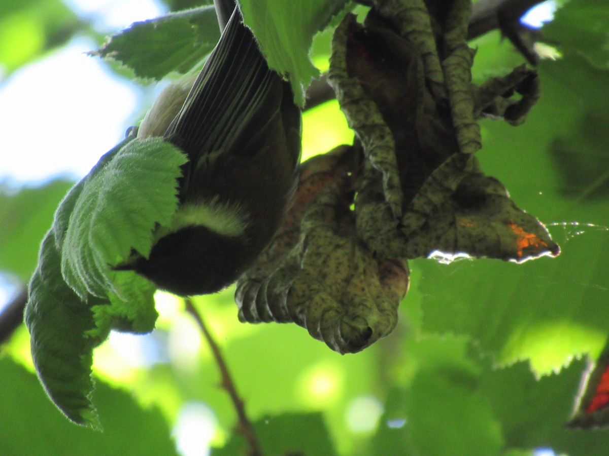 Chestnut-backed Chickadee - ML620497629