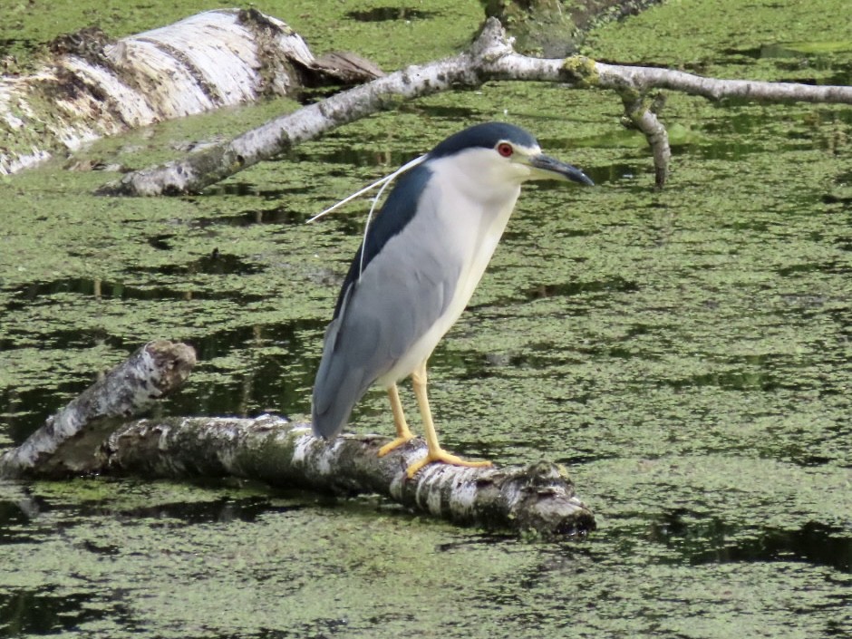 Black-crowned Night Heron - ML620497635