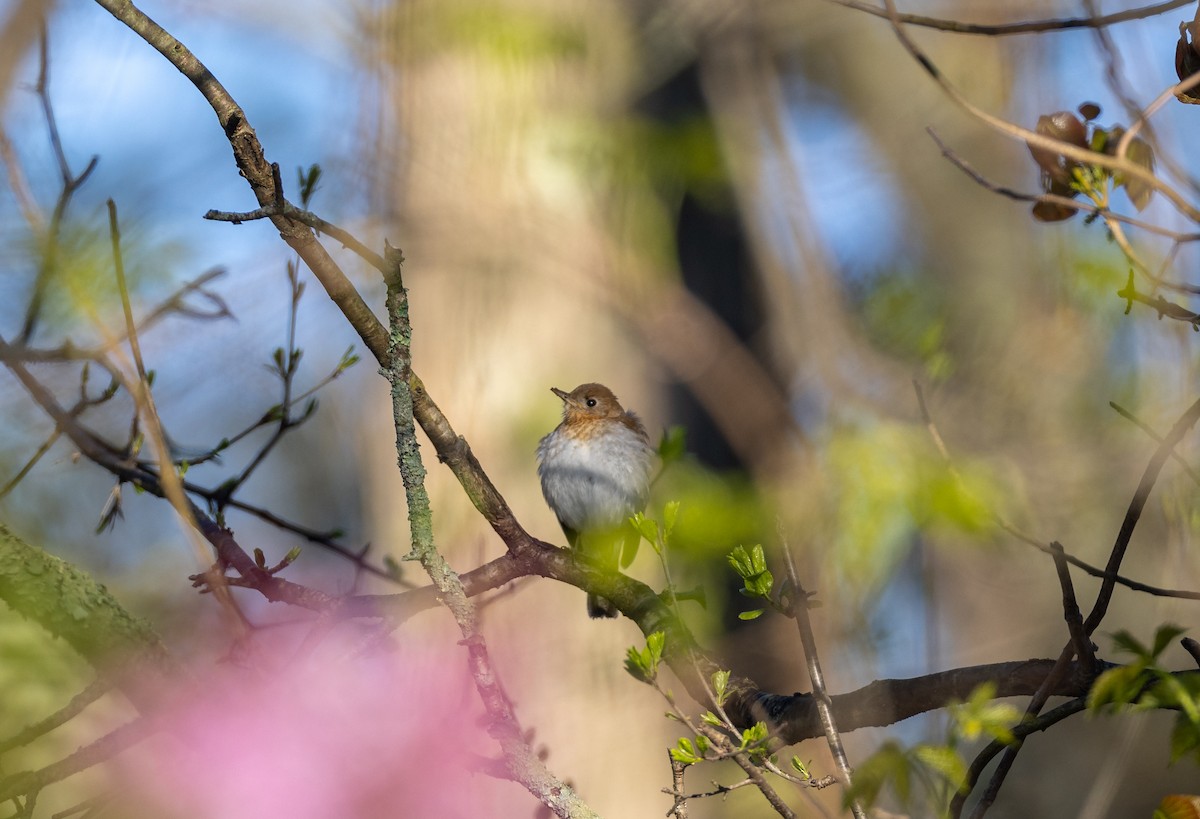 Veery - ML620497646