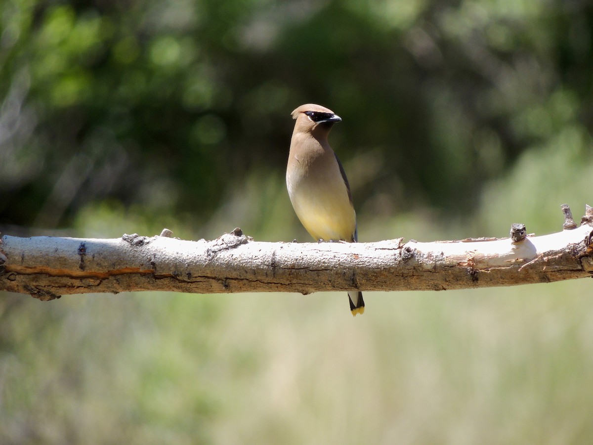 Cedar Waxwing - ML620497647